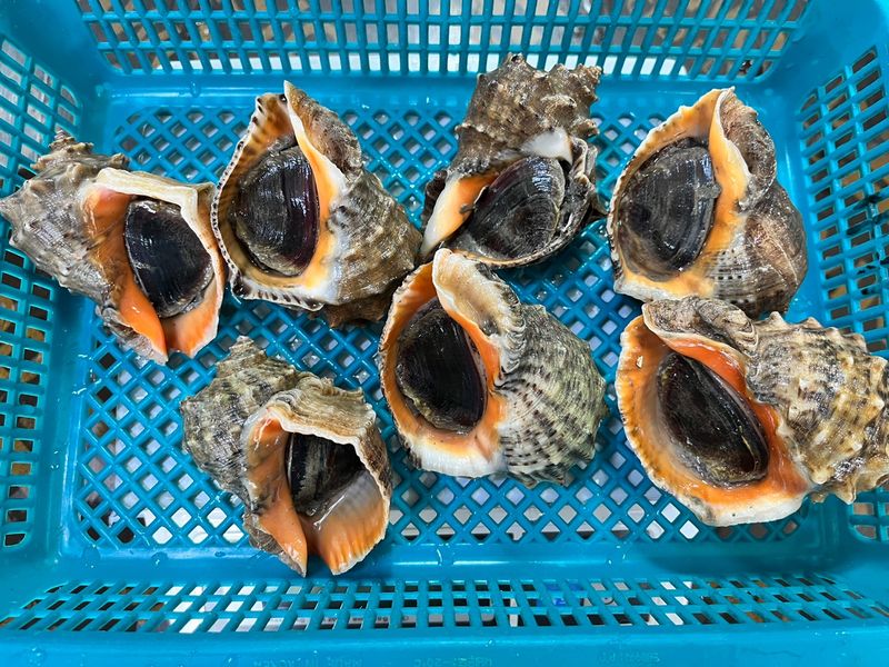 목포 물좋은수산님의 장터 판매 상품 [가성비최고! 노마진 활참소라 1kg-11.000원] 첨부 사진