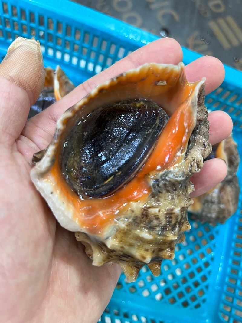 목포 물좋은수산님의 장터 판매 상품 [가성비최고! 노마진 활참소라 1kg-11.000원] 첨부 사진