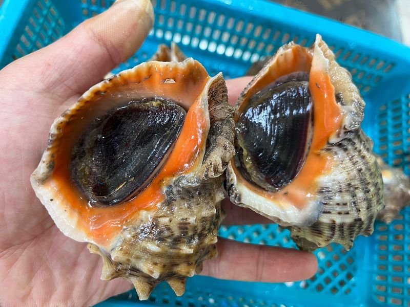 목포 물좋은수산님의 장터 판매 상품 [가성비최고! 노마진 활참소라 1kg-11.000원] 첨부 사진