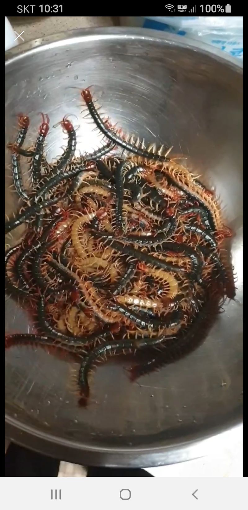 장터 상품 [지내술330미리7ㅡ8마리] 썸네일