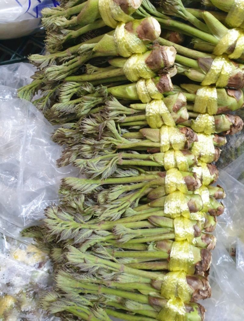 장터 상품 [[사기꾼-판매정지] 참 두릅 산 두릅 1kg 17000원] 썸네일