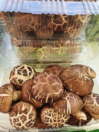 김기자(흰구름농원)님의 블루베리 · 자유게시판 작성글 사진