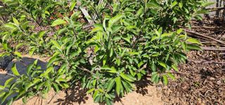 박필진님의 기타작물 · 자유게시판 작성글 사진