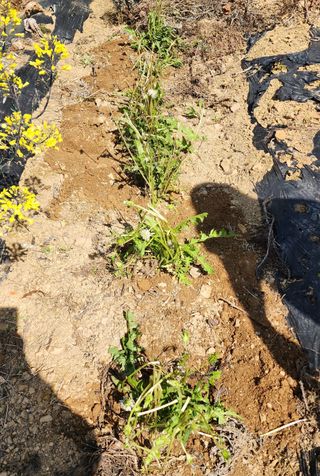 박필진님의 기타작물 · 자유게시판 작성글 사진