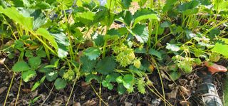 박필진님의 기타작물 · 자유게시판 작성글 사진