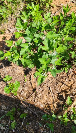 박필진님의 기타작물 · 자유게시판 작성글 사진