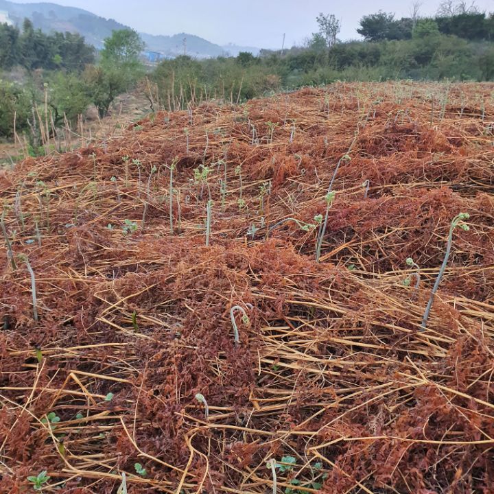 이경숙님의 장터 판매 상품 [건 고사리 팝니다... ] 첨부 사진