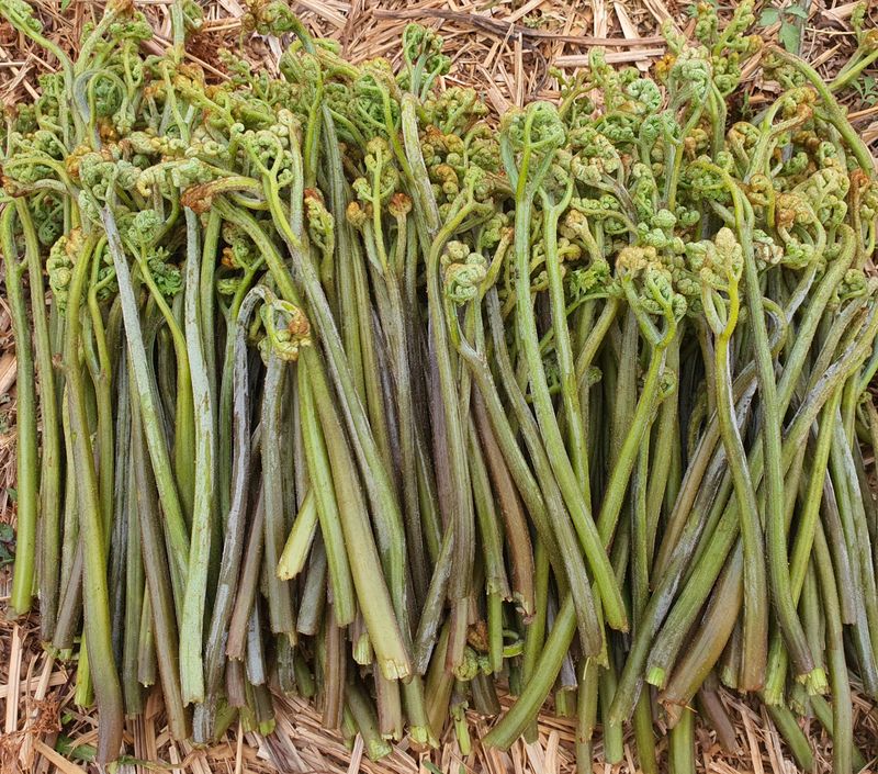 이경숙님의 장터 판매 상품 [건 고사리 팝니다... ] 첨부 사진