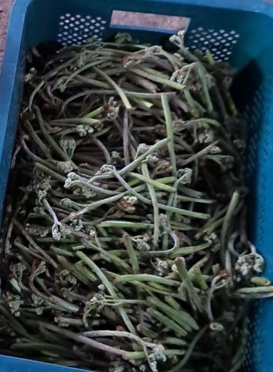 이경숙님의 장터 판매 상품 [건 고사리 팝니다... ] 첨부 사진