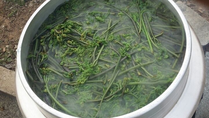 이경숙님의 장터 판매 상품 [건 고사리 팝니다... ] 첨부 사진