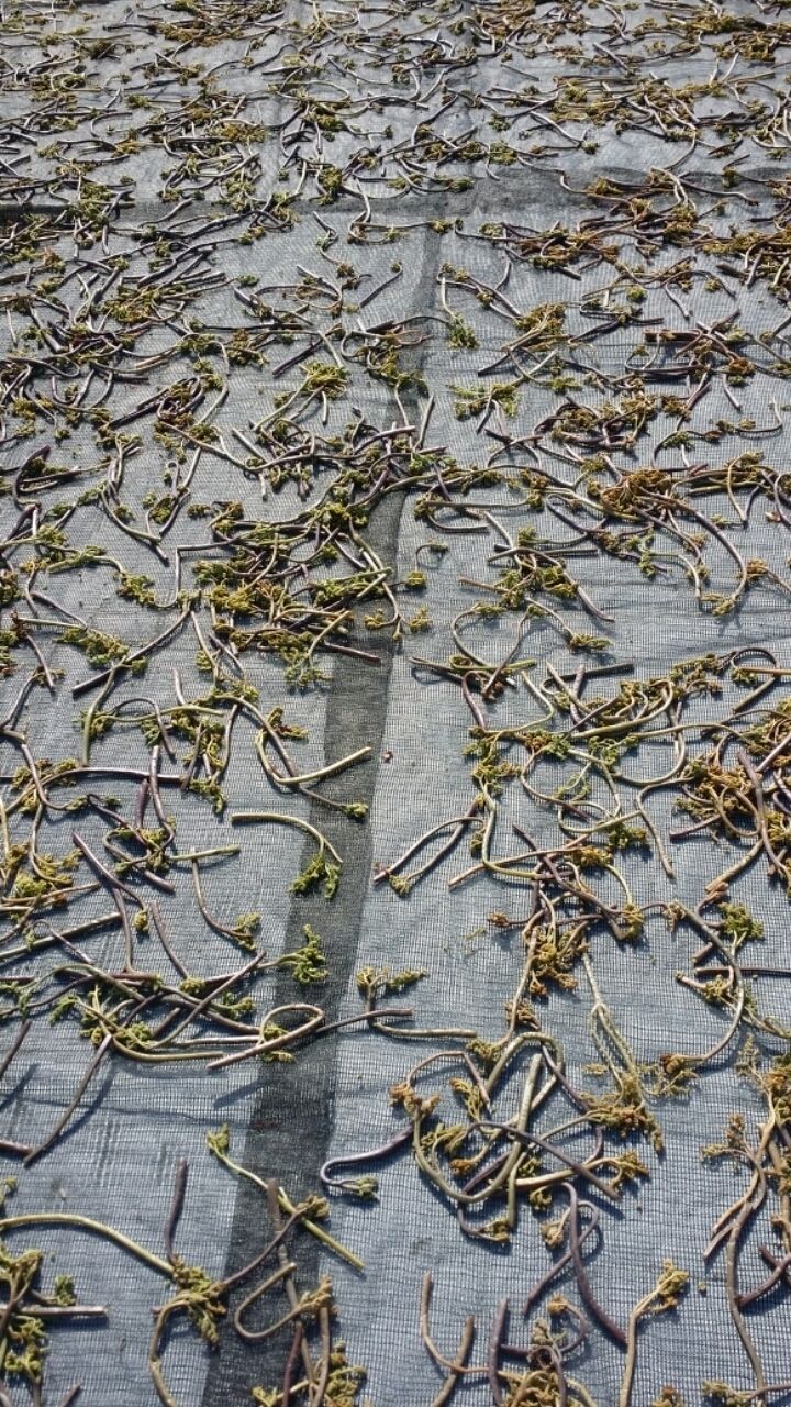 이경숙님의 장터 판매 상품 [건 고사리 팝니다... ] 첨부 사진