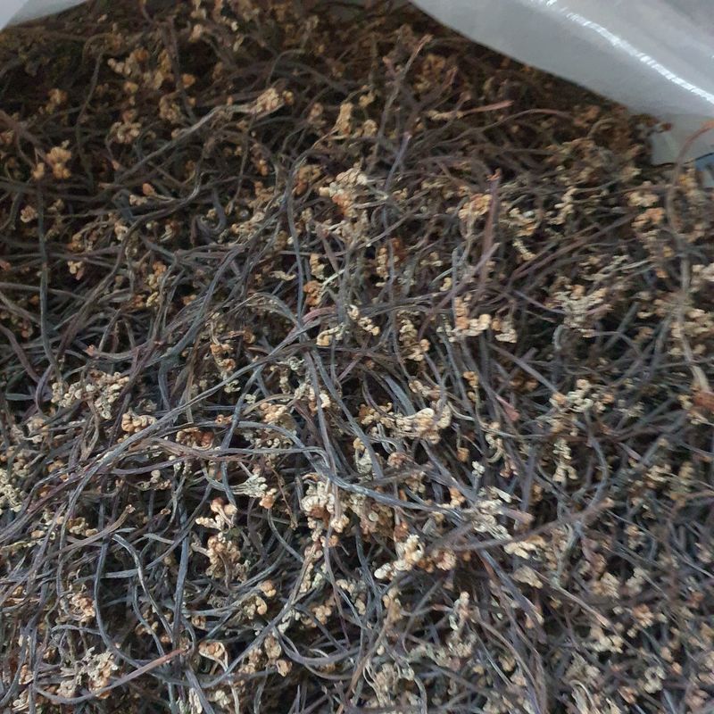 이경숙님의 장터 판매 상품 [건 고사리 팝니다... ] 첨부 사진