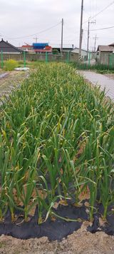 팜모닝 마늘·일상 게시글 이미지