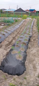 팜모닝 고추·파종•정식 게시글 이미지