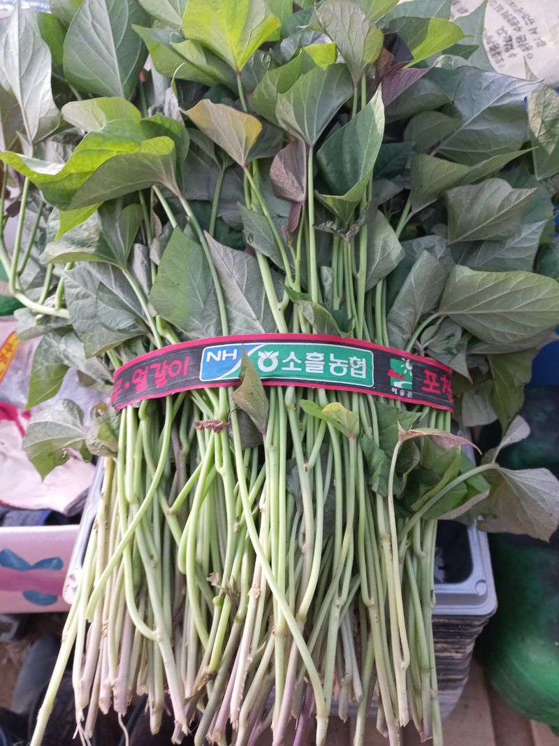 장터 상품 [고구마 모종] 썸네일