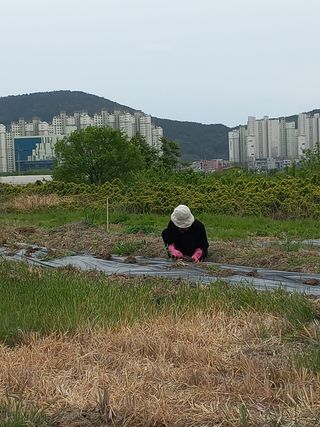 한천수님의 기타작물 · 자유게시판 작성글 사진