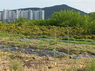 한천수님의 기타작물 · 자유게시판 작성글 사진