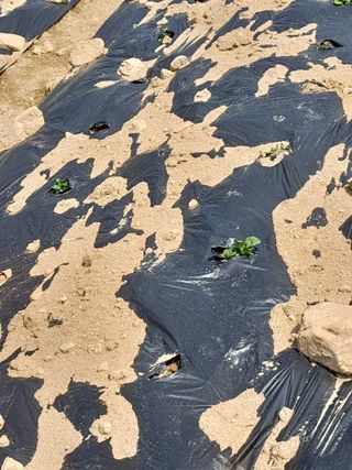 박정애님의 감자 · 자유게시판 작성글 사진