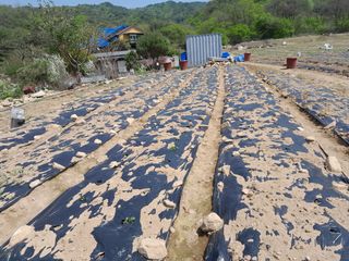 박정애님의 감자 · 자유게시판 작성글 사진
