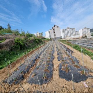 김광대님의 자유주제 · 자유게시판 작성글 사진