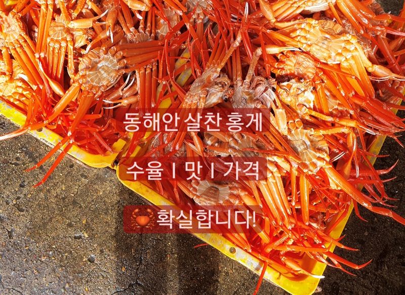 장터 상품 [동해안 홍게] 푸짐하게 맛좋은 살찬 홍게 4kg] 썸네일