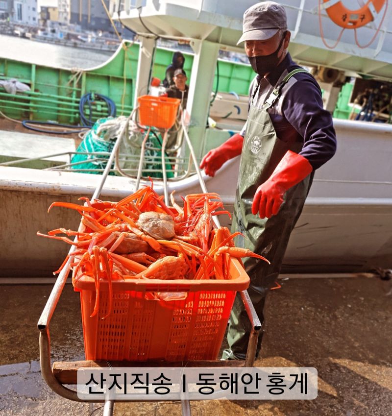 노가네수산님의 장터 판매 상품 [동해안 홍게] 푸짐하게 맛좋은 살찬 홍게 4kg] 첨부 사진