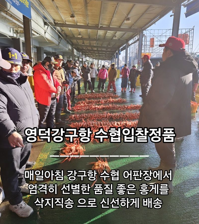 노가네수산님의 장터 판매 상품 [속이꽉찬 생물 "독도홍게" 3미 5미] 첨부 사진