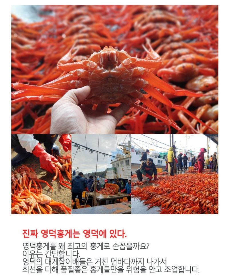 노가네수산님의 장터 판매 상품 [속이꽉찬 생물 "독도홍게" 3미 5미] 첨부 사진