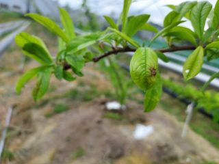 보성자두황용현님의 자두 · 자유게시판 작성글 사진