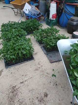 김종은님의 고추 · 품종•종자 작성글 사진