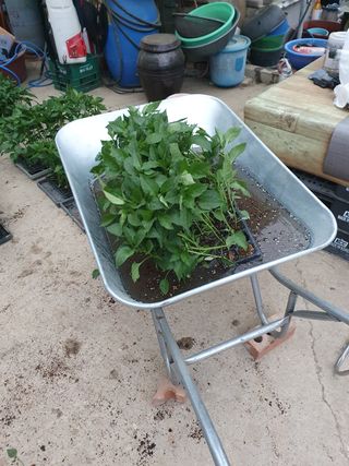 김종은님의 고추 · 품종•종자 작성글 사진