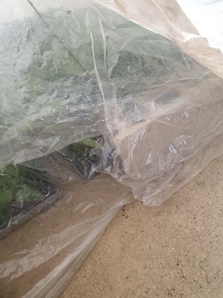 김종은님의 고추 · 품종•종자 작성글 사진