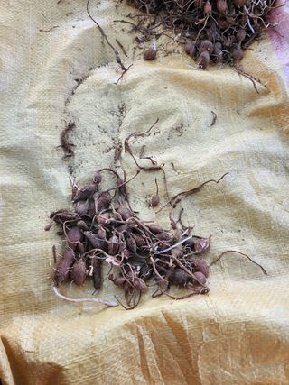 권지연.옥천.님의 기타작물 · 자유게시판 작성글 사진