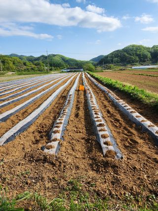권지연.옥천.님의 기타작물 · 자유게시판 작성글 사진