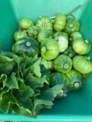 코지뱅이김영선님의 장터이야기 · 자유게시판 작성글 사진