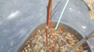 이은정님의 기타작물 · 병해충상담 작성글 사진