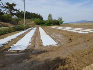 박태현님의 벼 · 자유게시판 작성글 사진