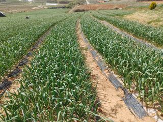 박태현님의 마늘 · 일상 작성글 사진