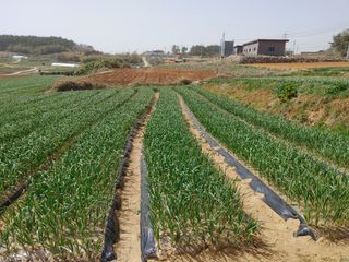 박태현님의 마늘 · 일상 작성글 사진