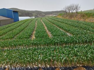 박태현님의 마늘 · 일상 작성글 사진