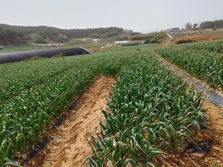 박태현님의 마늘 · 일상 작성글 사진