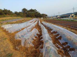 박태현님의 고추 · 파종•정식 작성글 사진