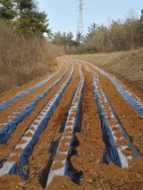 팜모닝 감자·자유게시판 게시글 이미지