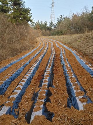 박태현님의 감자 · 자유게시판 작성글 사진