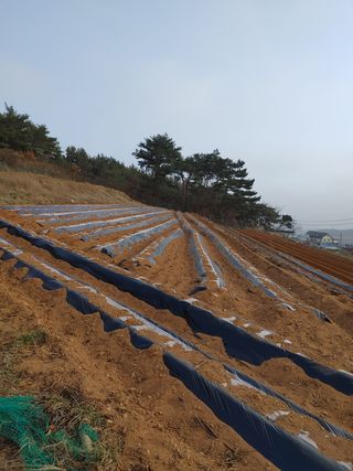 박태현님의 감자 · 자유게시판 작성글 사진