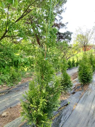 충남 아산 박양석 님의 자유주제 · 자유게시판 작성글 사진