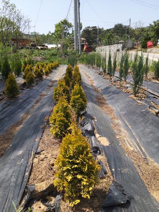 충남 아산 박양석 님의 자유주제 · 자유게시판 작성글 사진