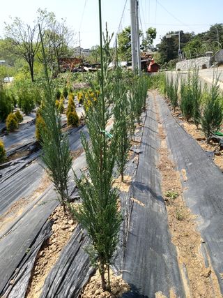충남 아산 박양석 님의 자유주제 · 자유게시판 작성글 사진