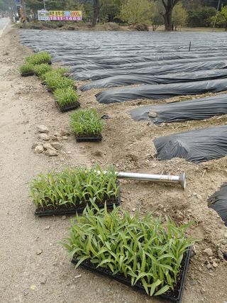 이연화님의 옥수수 · 자유게시판 작성글 사진