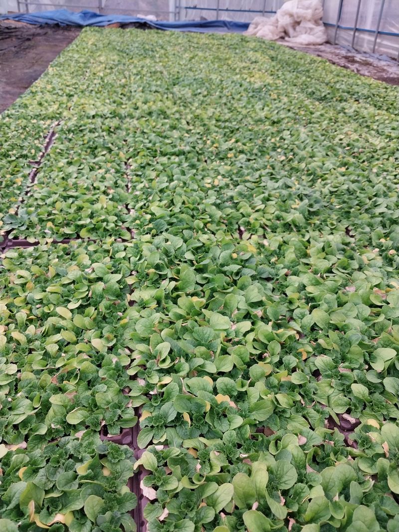 장터 상품 [배추모종 172구] 썸네일